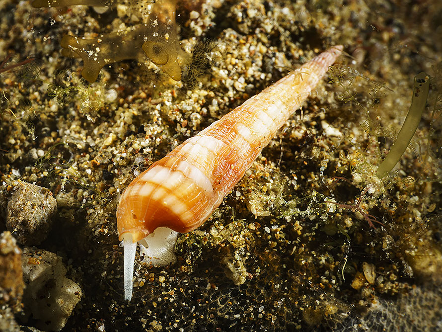Myurellopsis columellaris